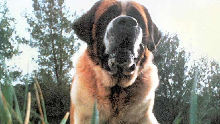 netflixの作品で「cujo」リメイク
