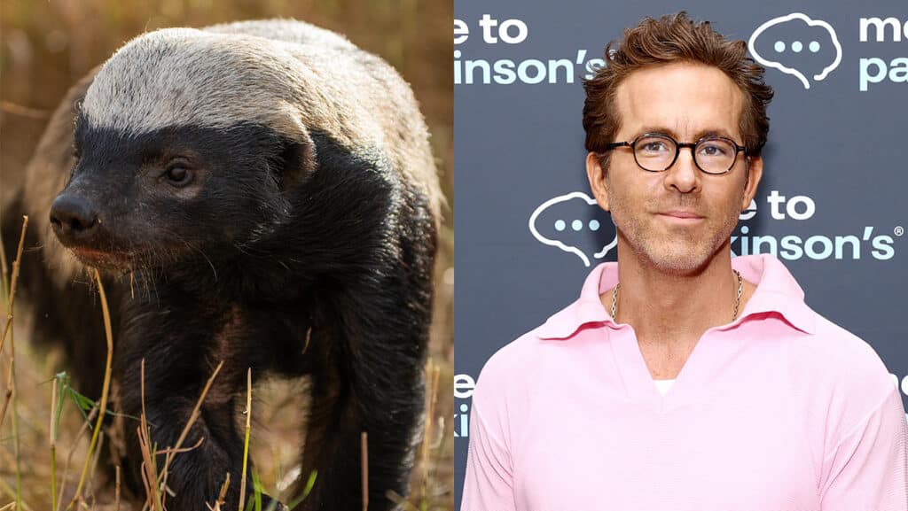 Honey Badger and Ryan Reynolds