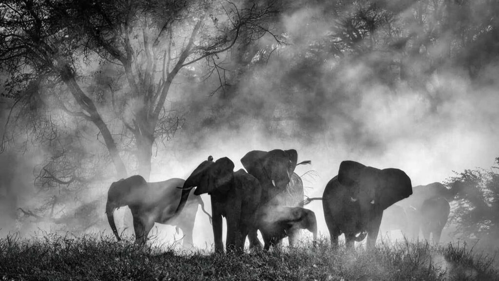 映画『Ghost Elephants（原題）』より 写真：Venice Film Festival