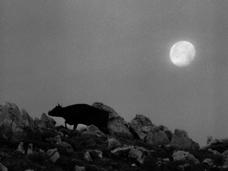 映画『黒の牛』 2026年1⽉23⽇(⾦)よりヒューマントラストシネマ有楽町、新宿 K`s cinema他 全国公開 ©NIKO NIKO FILM / MOOLIN FILMS / CINEMA INUTILE / CINERIC CREATIVE / FOURIER FILMS