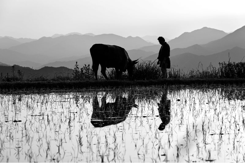 映画『黒の牛』 2026年1⽉23⽇(⾦)よりヒューマントラストシネマ有楽町、新宿 K`s cinema他 全国公開 ©NIKO NIKO FILM / MOOLIN FILMS / CINEMA INUTILE / CINERIC CREATIVE / FOURIER FILMS
