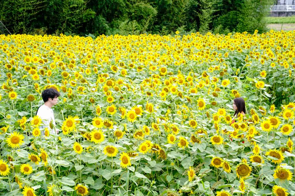 『盤上の向日葵』より ©2025映画「盤上の向日葵」製作委員会