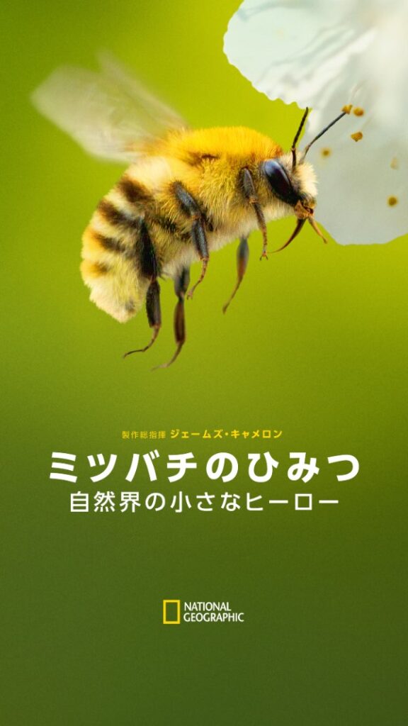 『ミツバチのひみつ:自然界の小さなヒーロー』