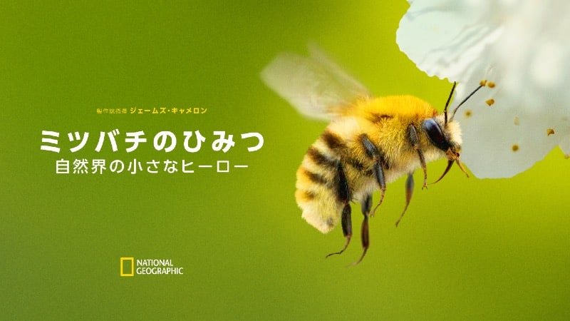 『ミツバチのひみつ:自然界の小さなヒーロー』