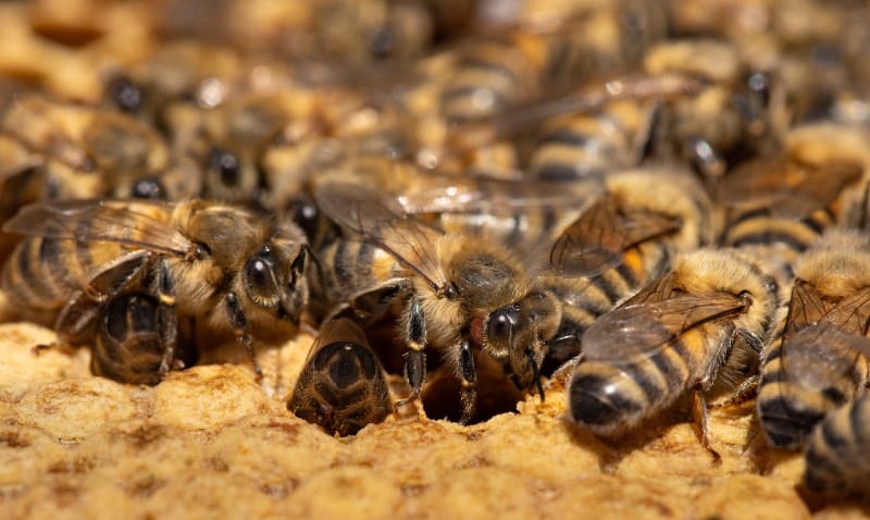 『ミツバチのひみつ:自然界の小さなヒーロー』