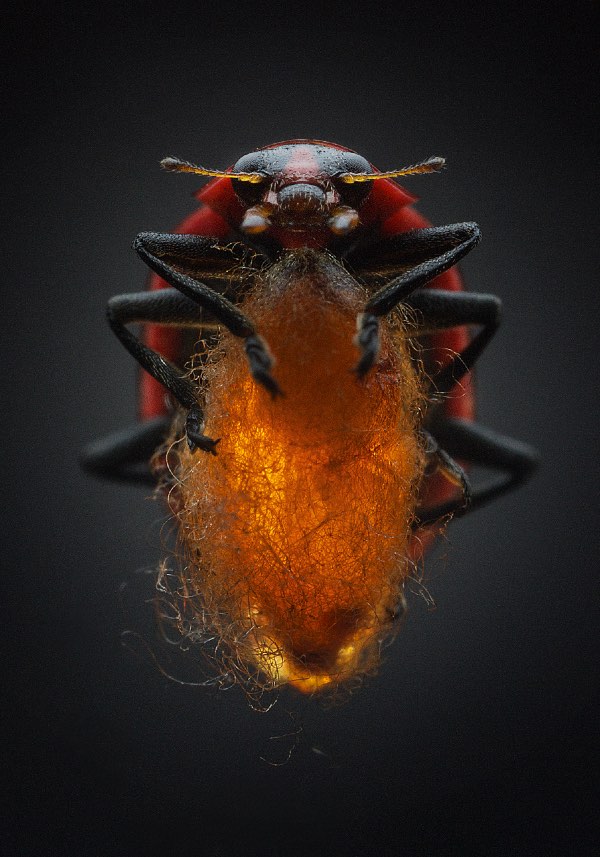寄生生物の写真