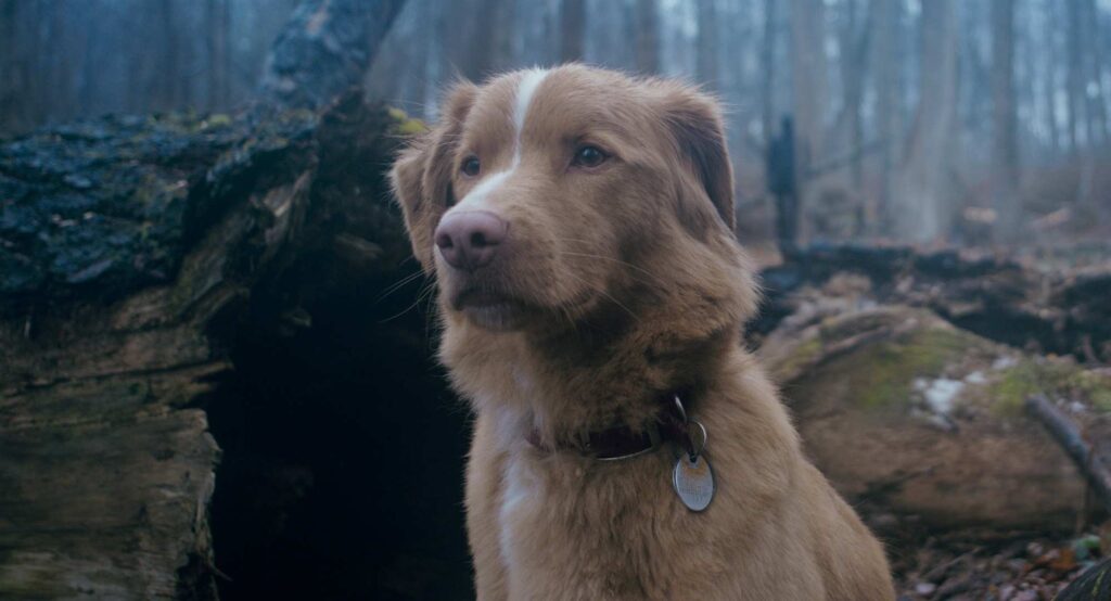 『GOOD BOY/グッド・ボーイ』