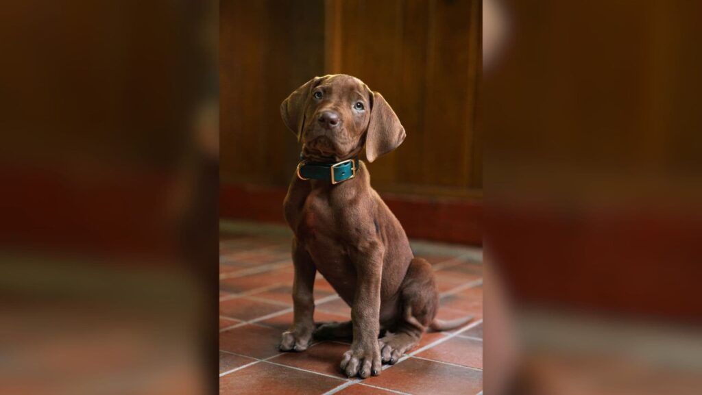 Netflix実写版『スクービー・ドゥー』が「本物の犬」を抜擢！あの実力派俳優が“声”を担当か